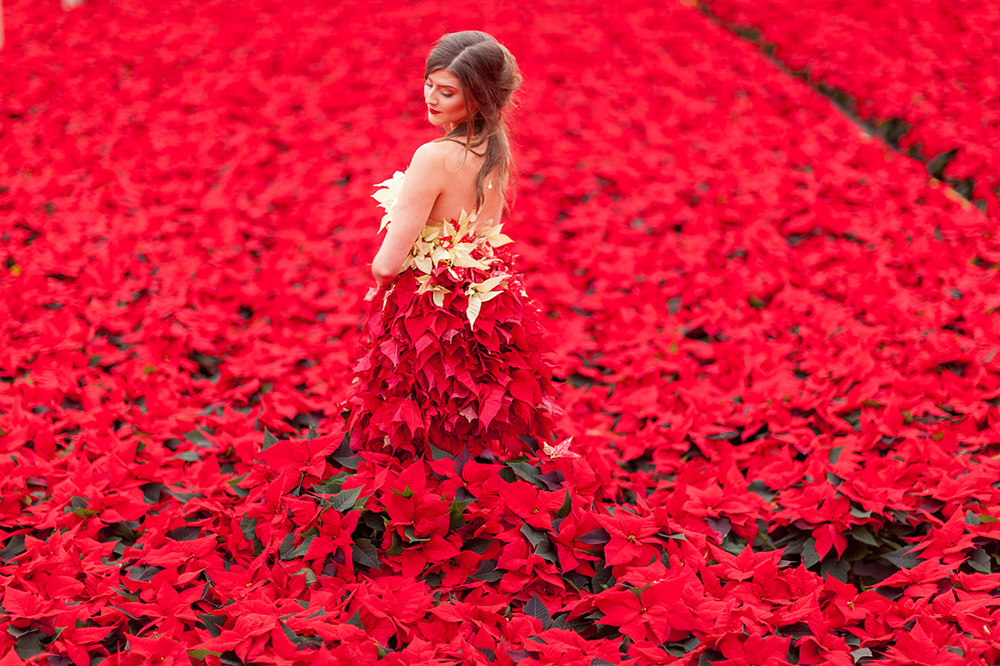 Christmas poinsettia