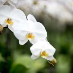 Health benefits of orchids