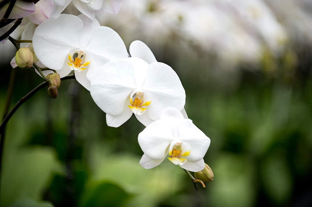Health benefits of orchids