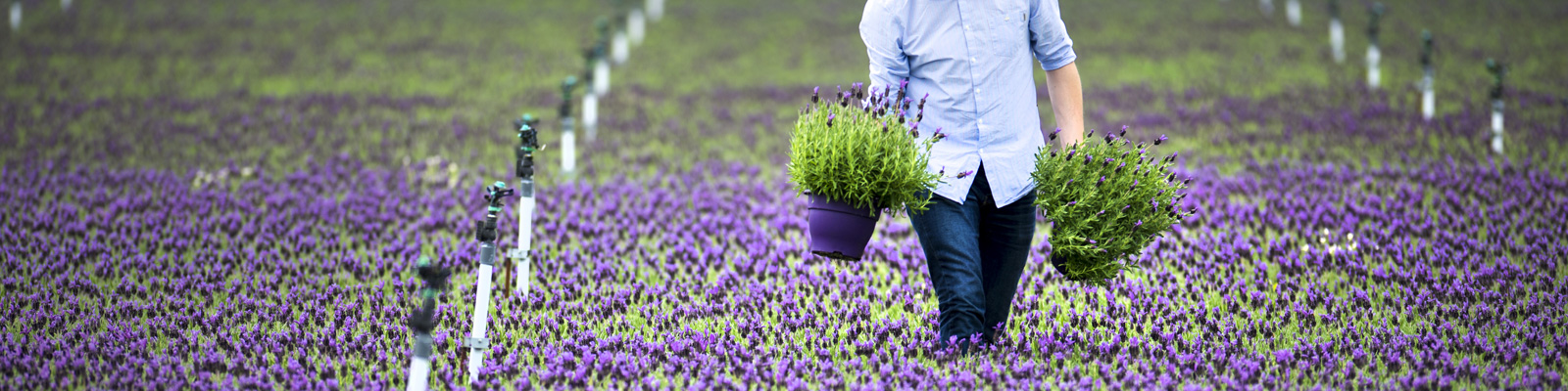 Lavender fields