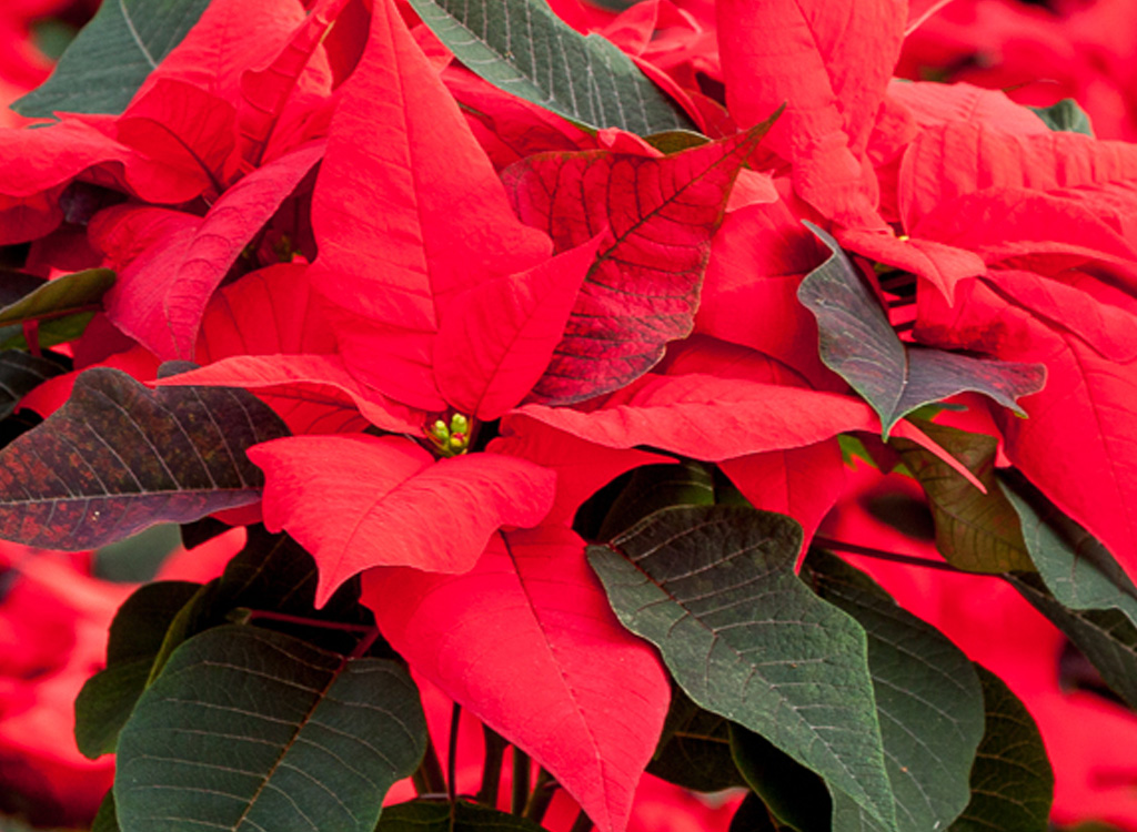 Poinsettia