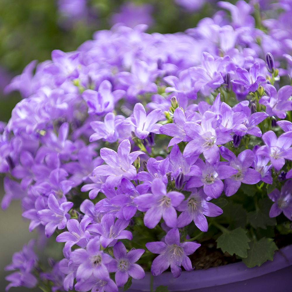 Campanula plant