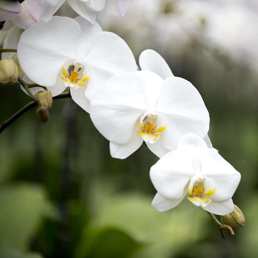 Mini Orchid plant