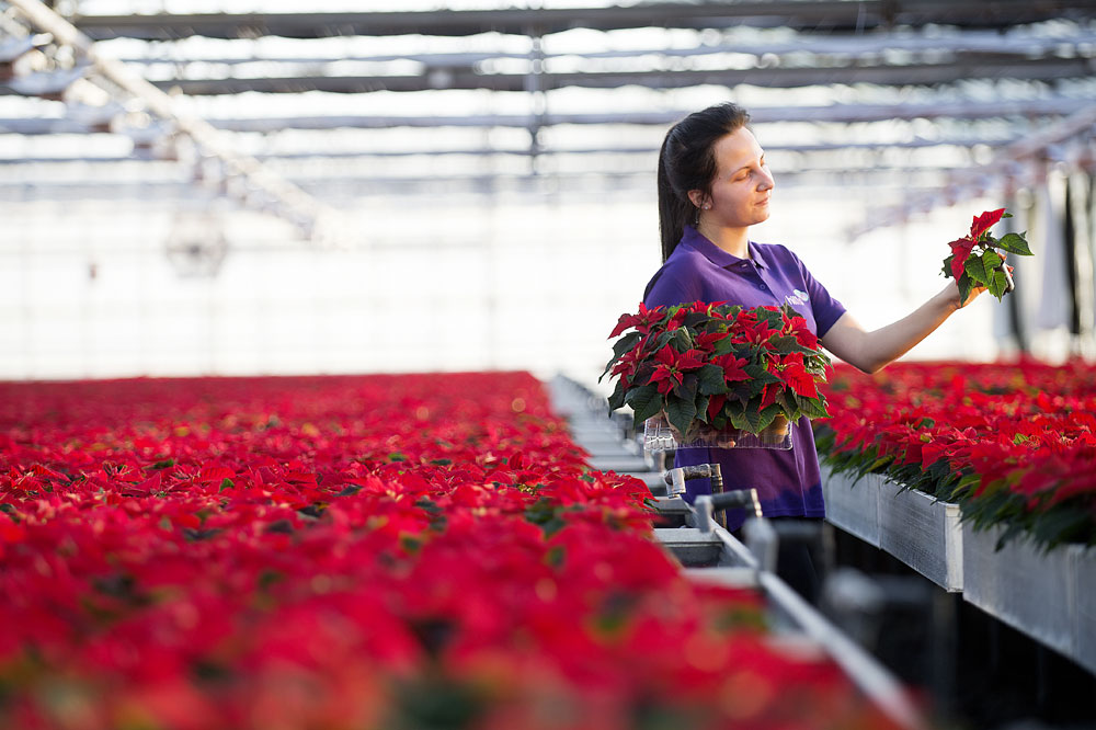 Poinsettia advice