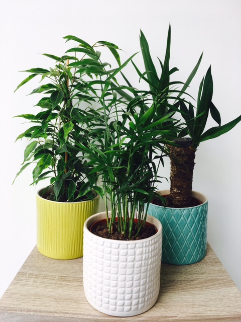 Green houseplants