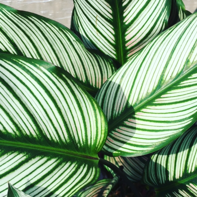 Calathea houseplant